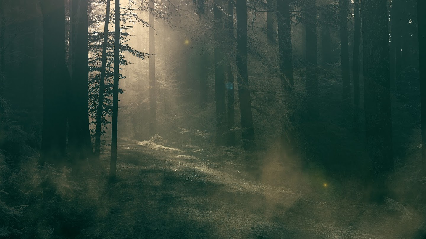 Watch Terror in the Woods live