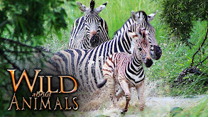 Wild About Animals thumbnail
