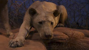 Cleveland Tumor, Lions of Tsavo, Willamette Meteorite thumbnail