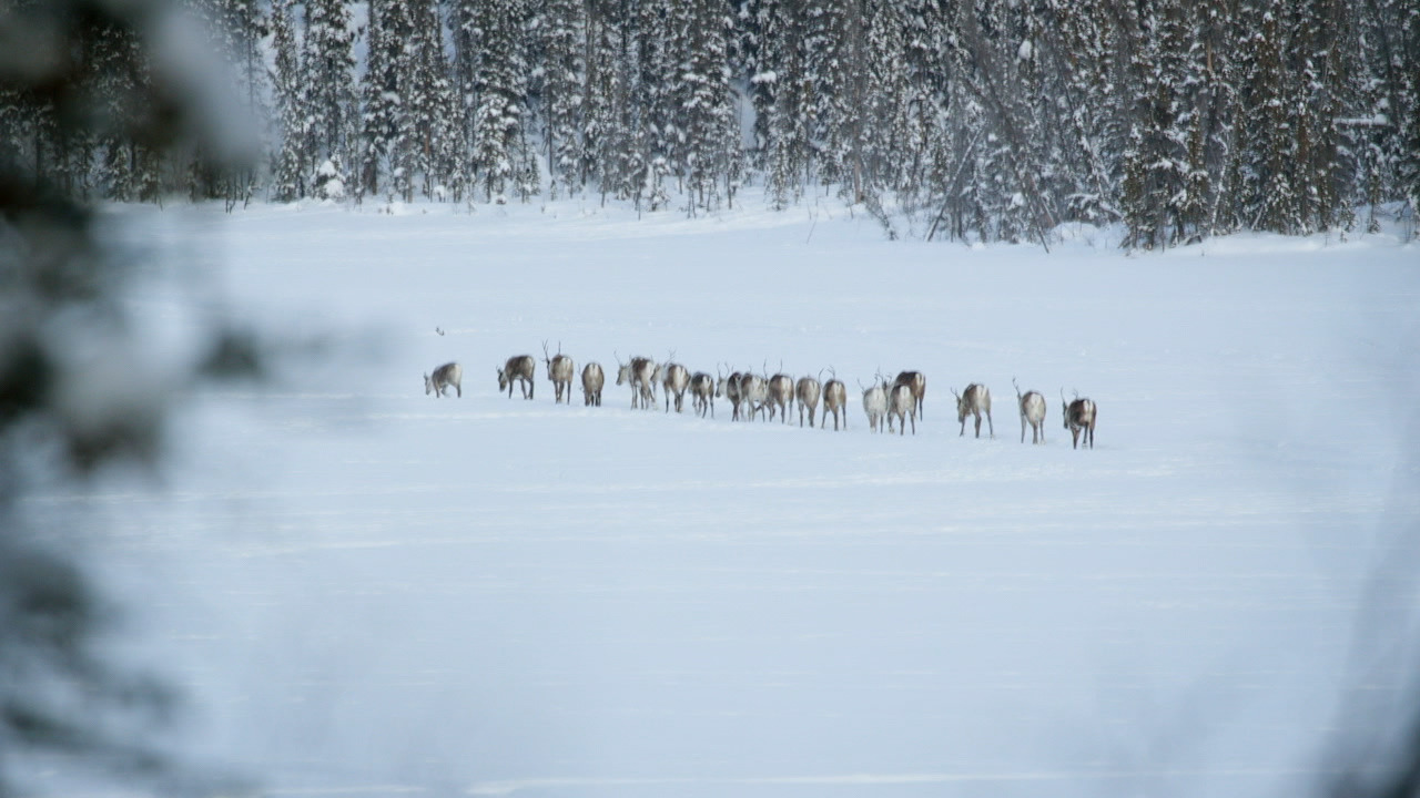 Watch Life Below Zero live
